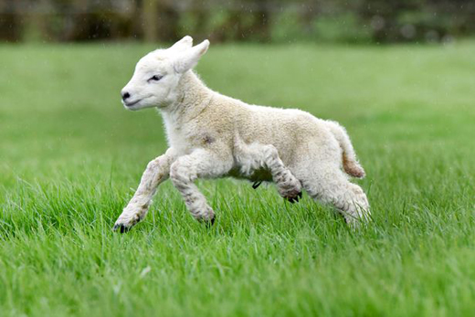lamb 2